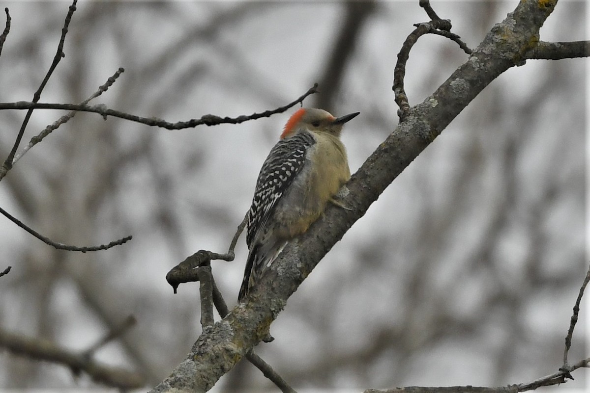 Red-bellied Woodpecker - ML613005253