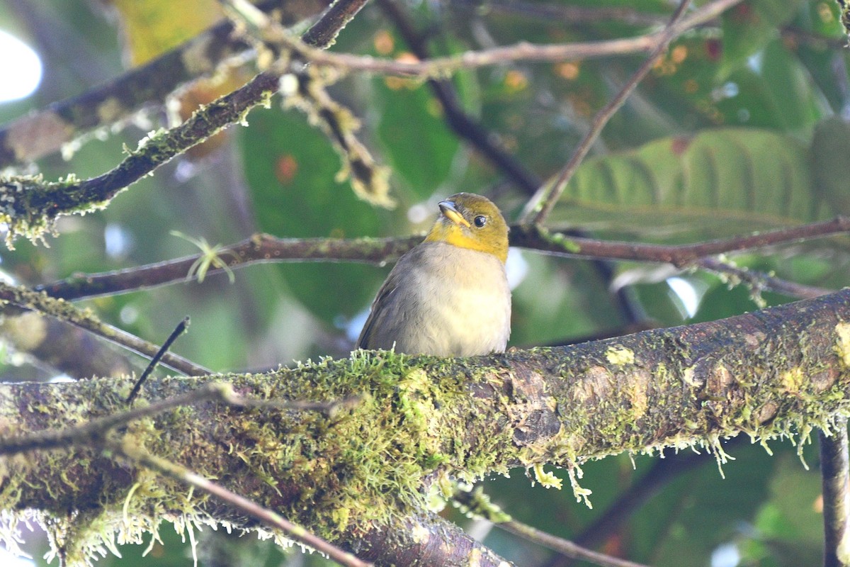 Yellow-throated Chlorospingus - ML613005332