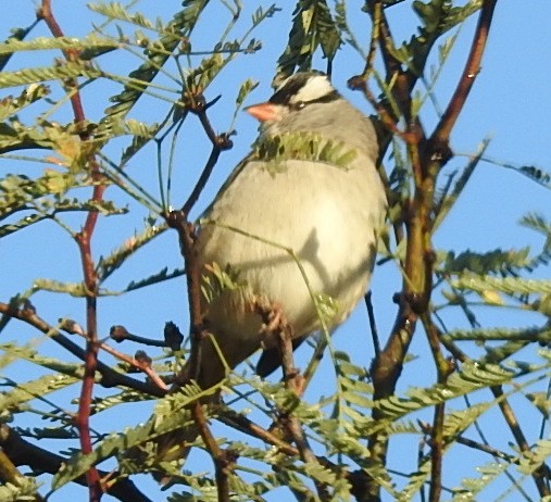 White-crowned Sparrow - ML613005376