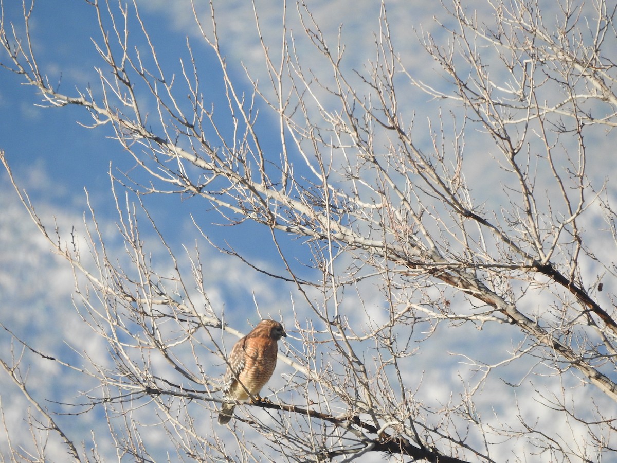 Red-shouldered Hawk - ML613005397