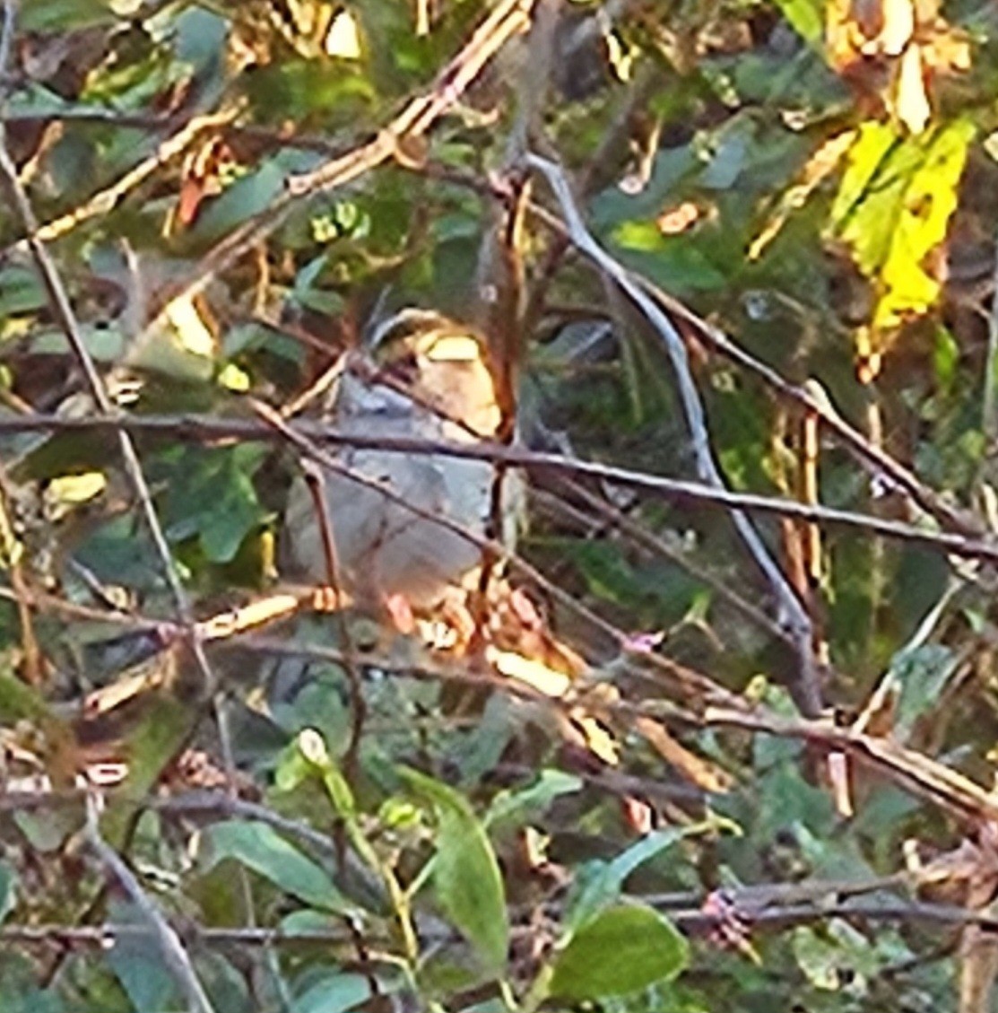 White-throated Sparrow - ML613005494