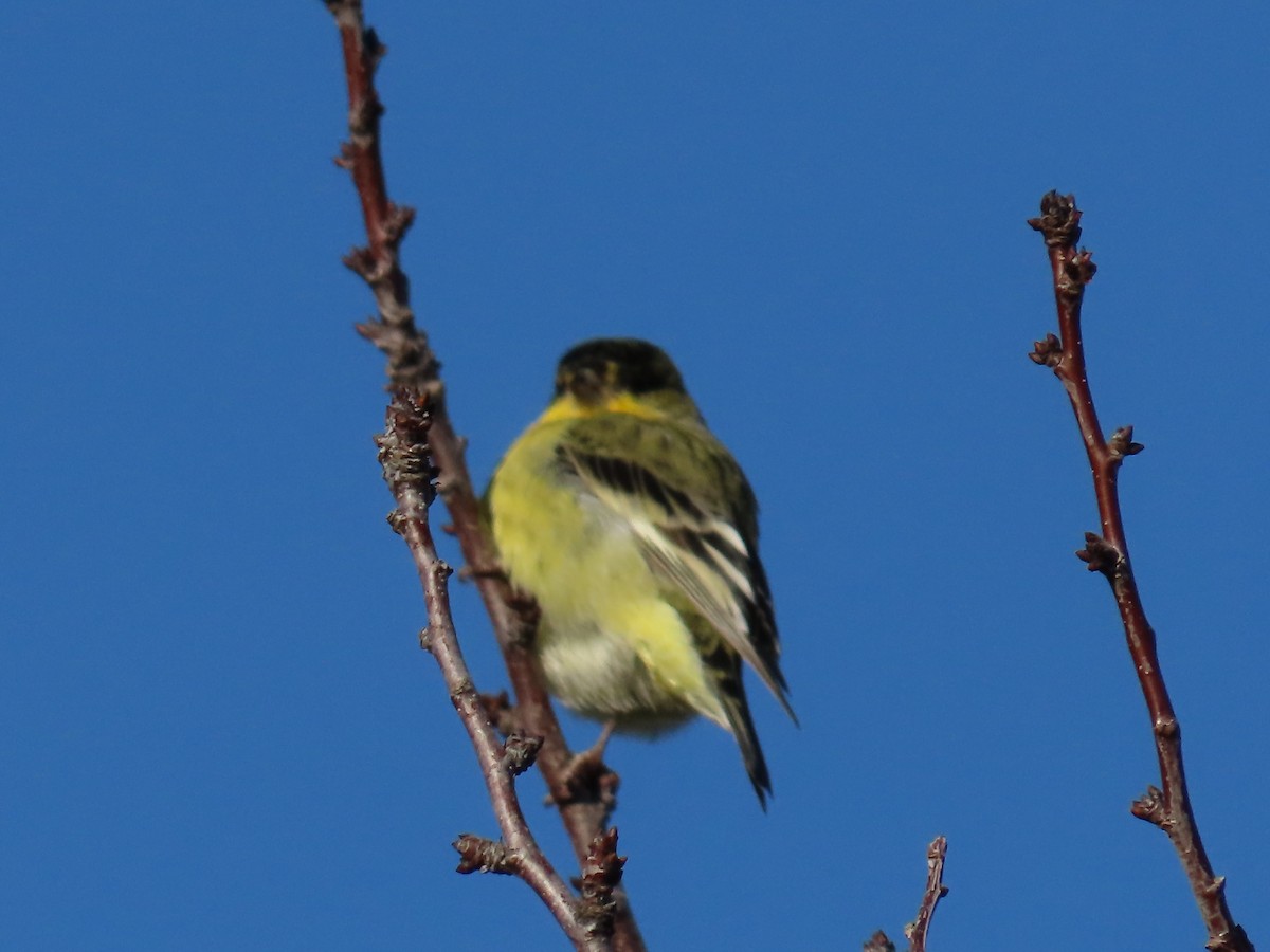 Lesser Goldfinch - ML613005552