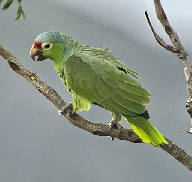 Red-lored Parrot - ML613005575