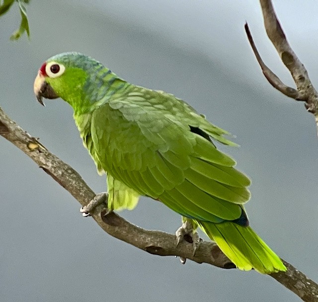 Red-lored Parrot - ML613005576