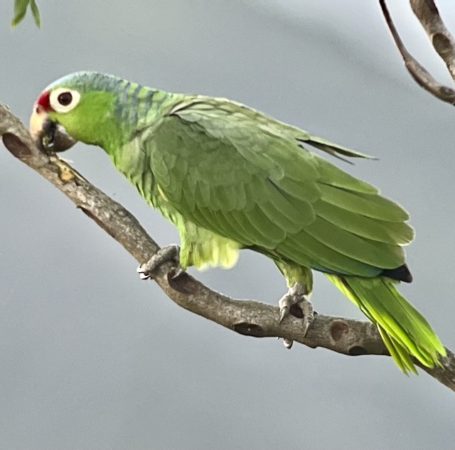Red-lored Parrot - ML613005577