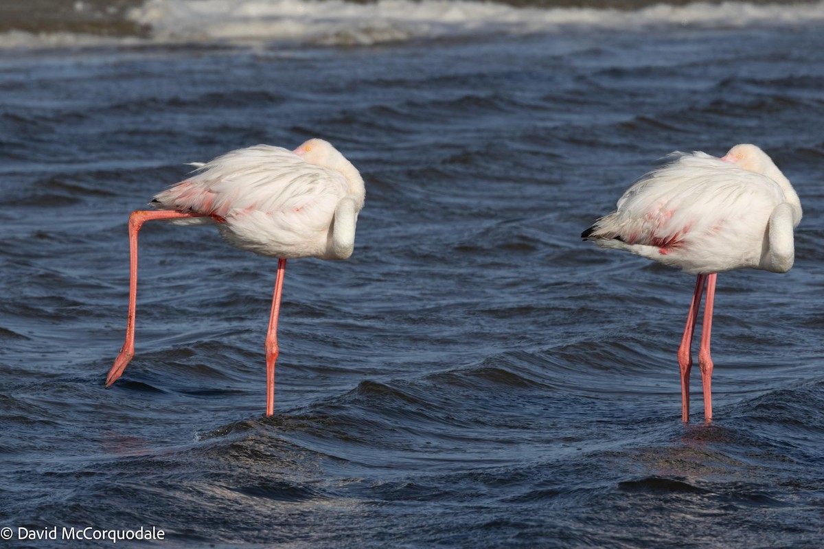 Greater Flamingo - ML613005596