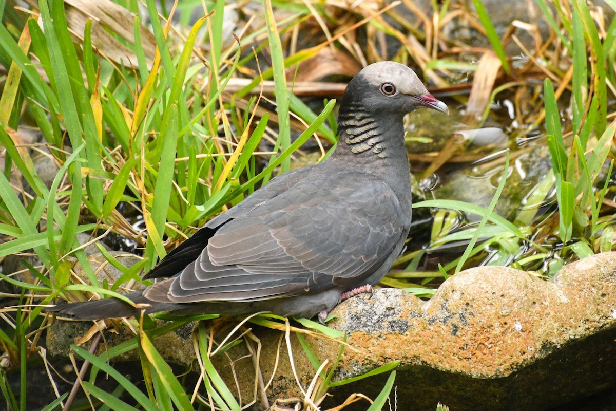 White-crowned Pigeon - ML613005692
