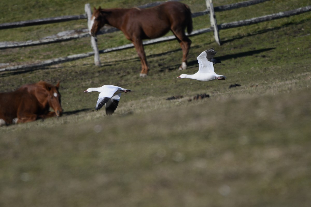 Snow Goose - ML613005799