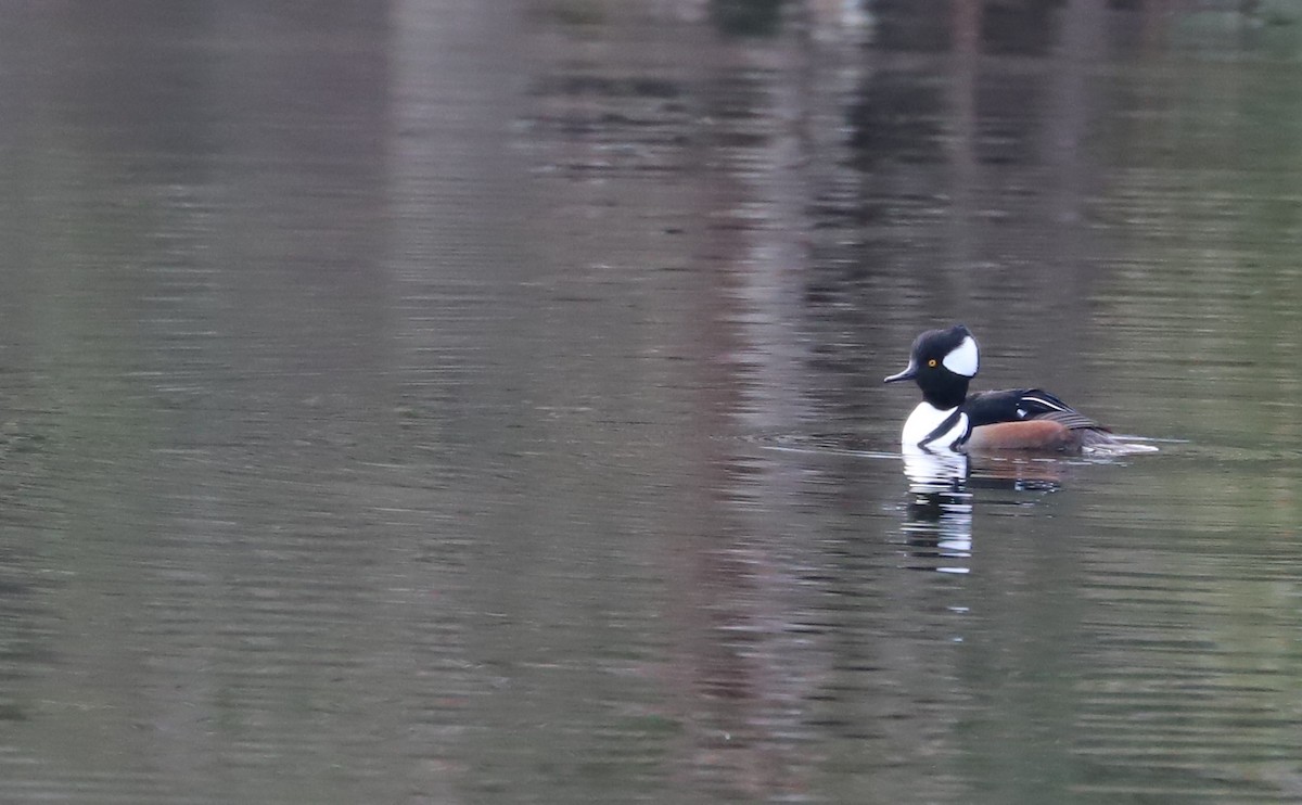 Hooded Merganser - Rob Bielawski