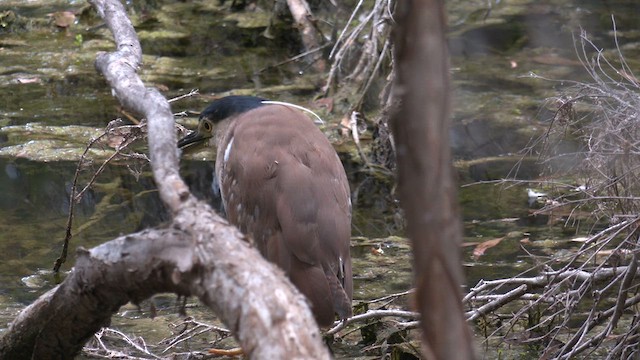 Nankeen Night Heron - ML613005987