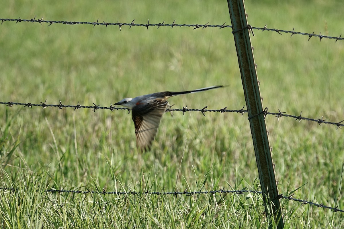 Scissor-tailed Flycatcher - ML613005996