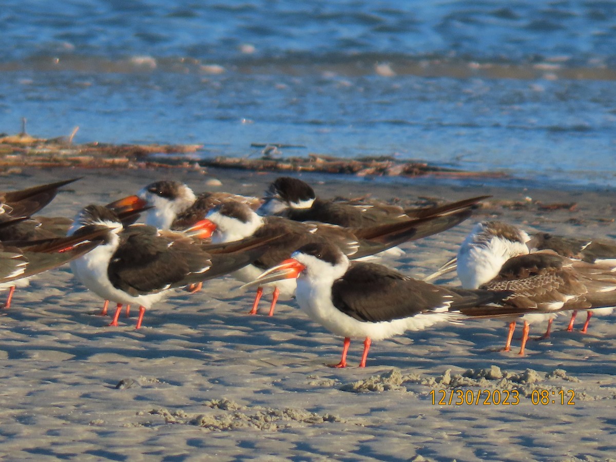 Black Skimmer - Elizabeth Anderegg