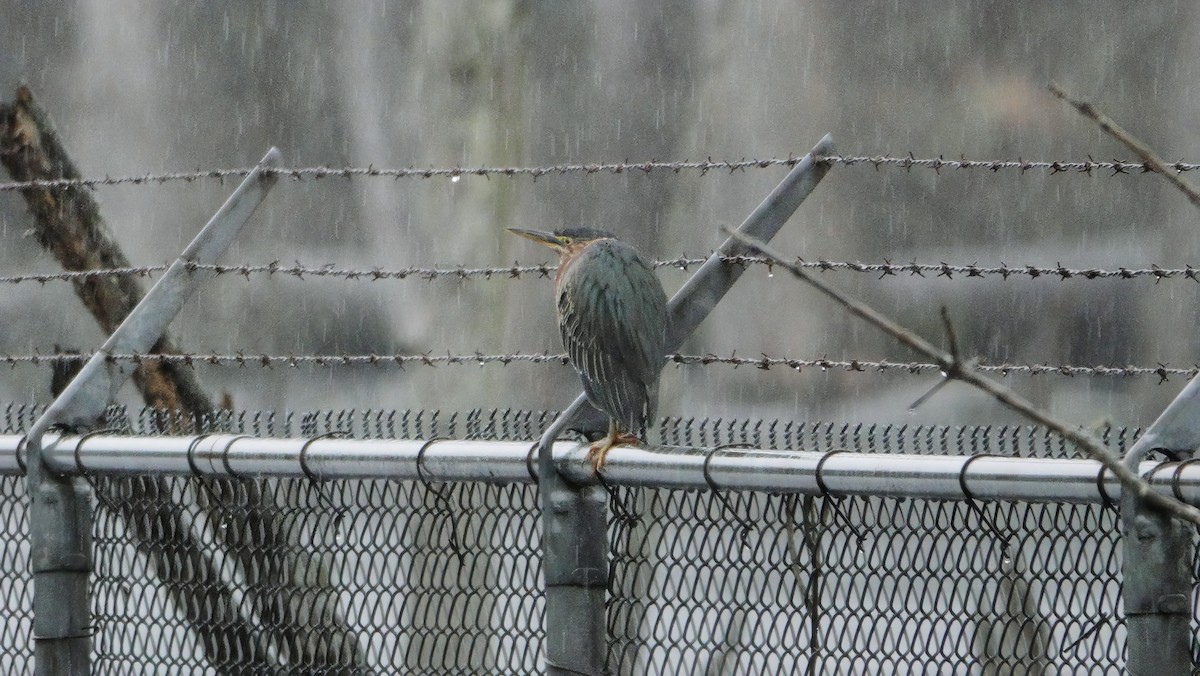 grønnrygghegre - ML613006063