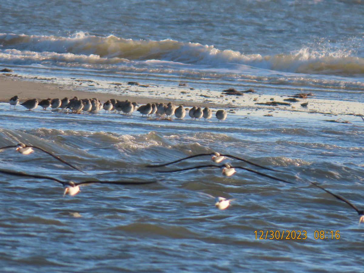 Red Knot - ML613006097