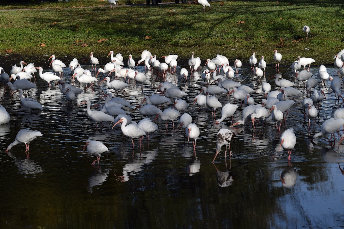 White Ibis - ML613006099