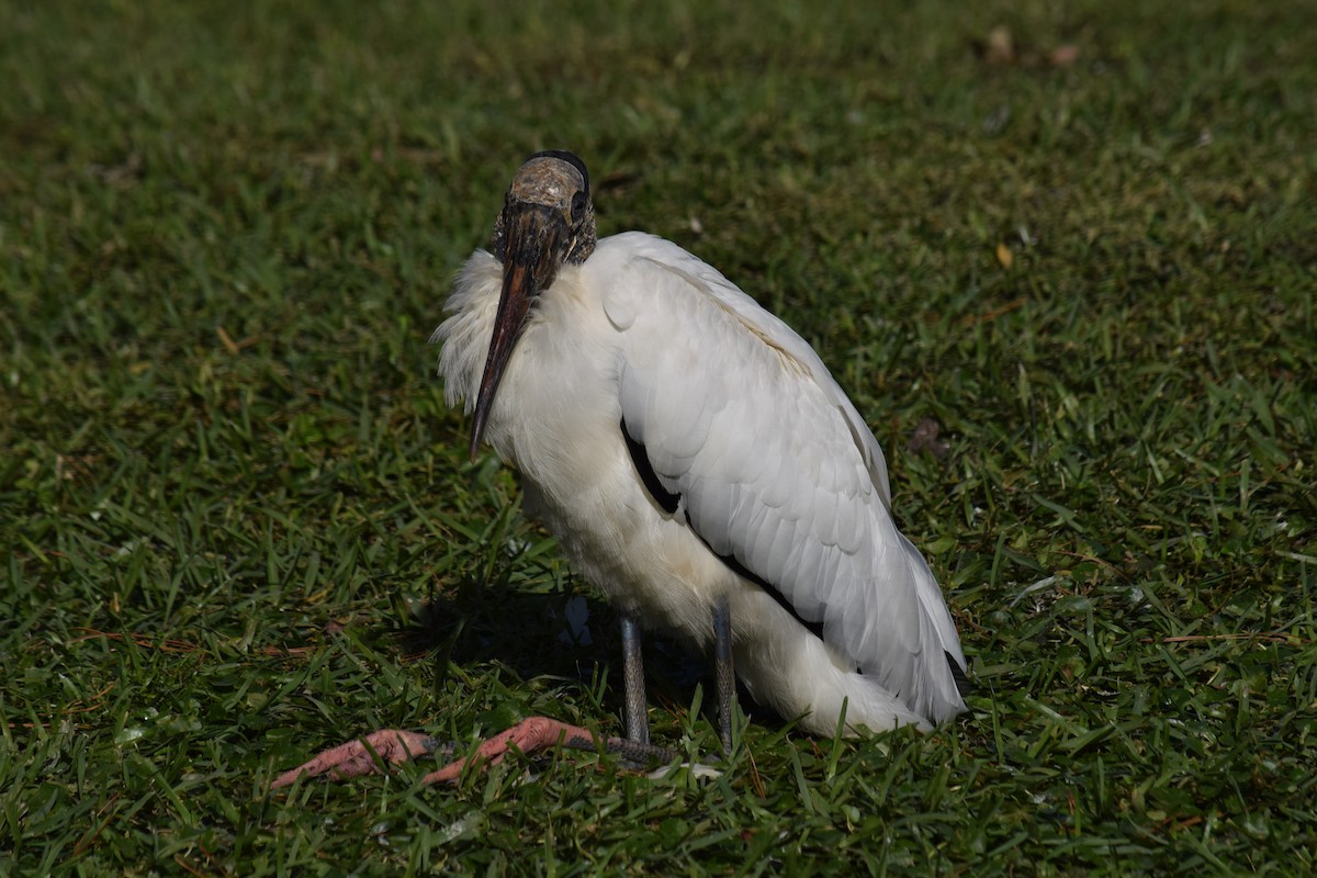 Wood Stork - ML613006123