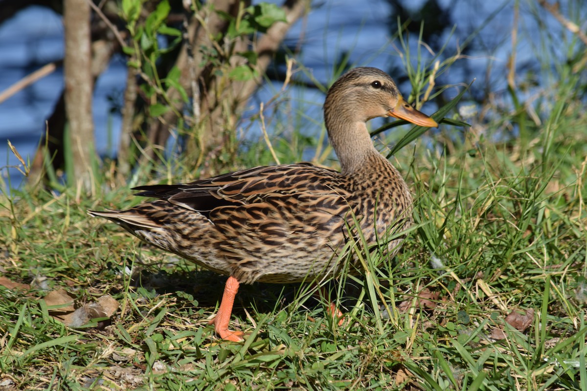 Mallard x Mottled Duck (hybrid) - ML613006158