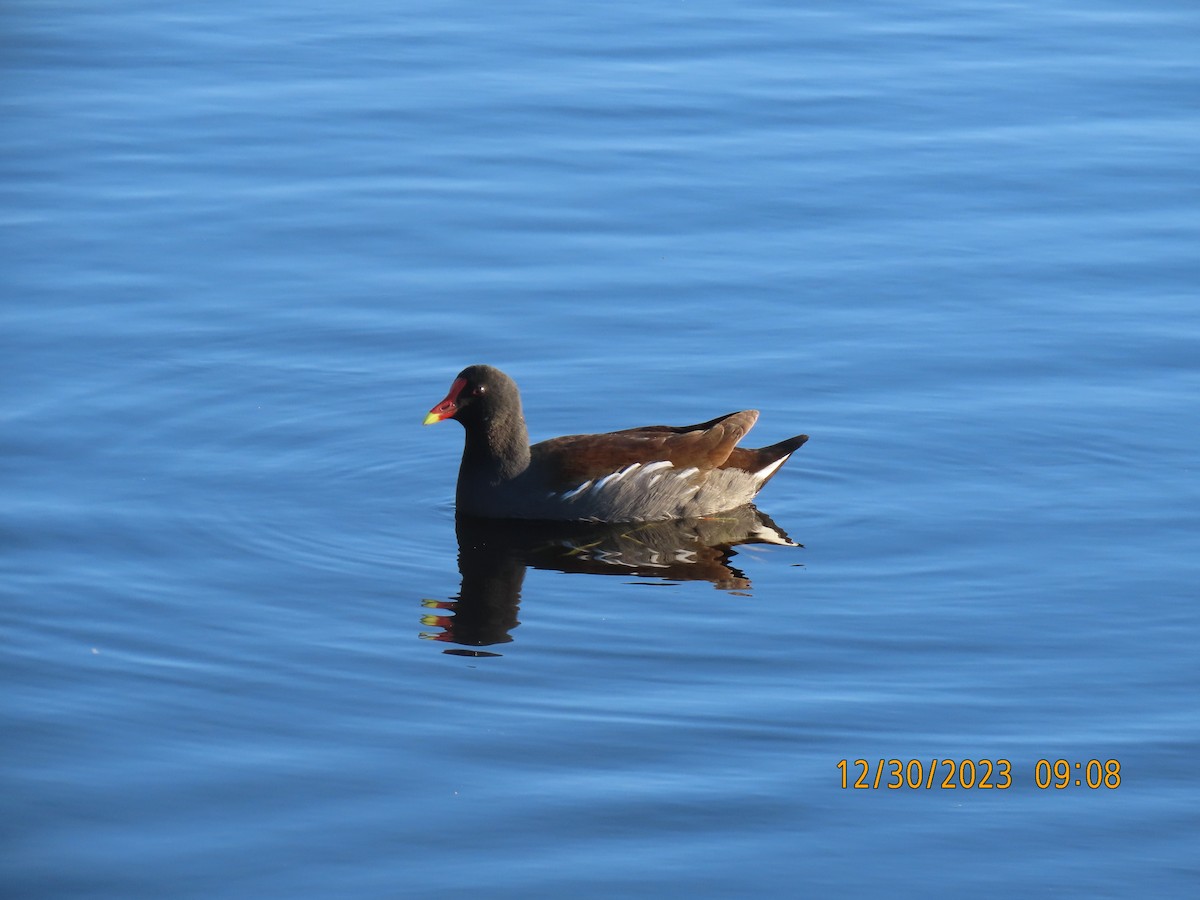 Common Gallinule - Elizabeth Anderegg