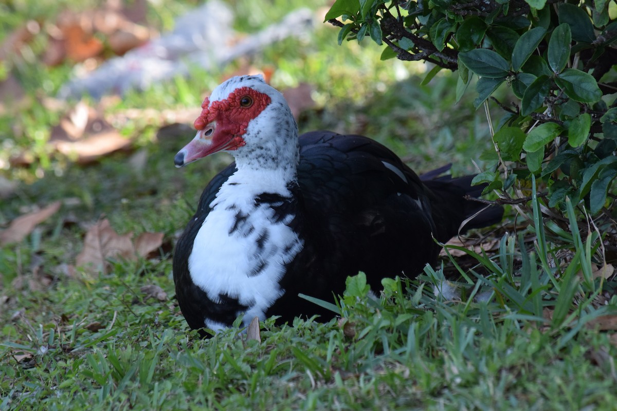 Muscovy Duck (Domestic type) - ML613006172