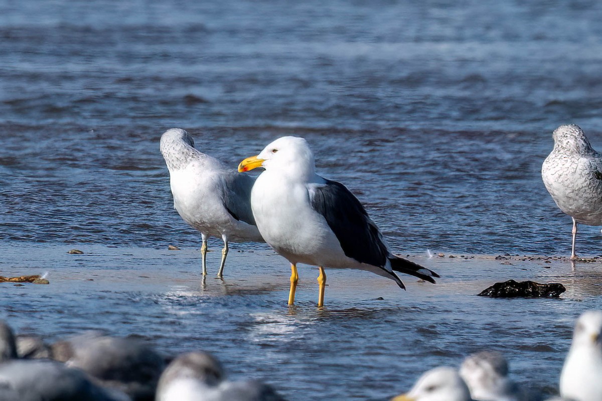 Yellow-footed Gull - ML613006179