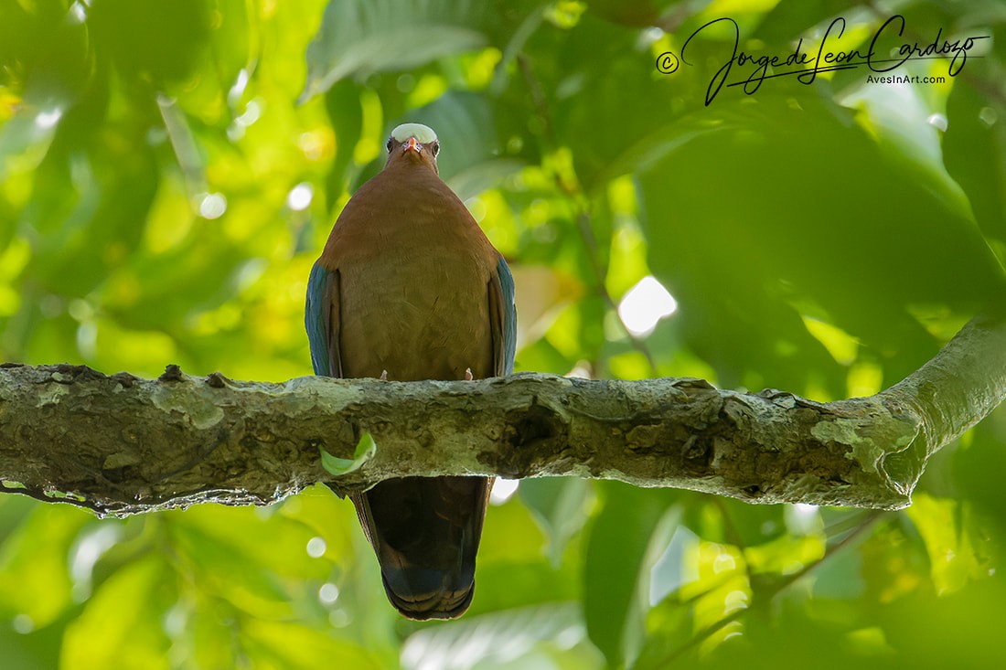 Stephan's Dove - ML613006193