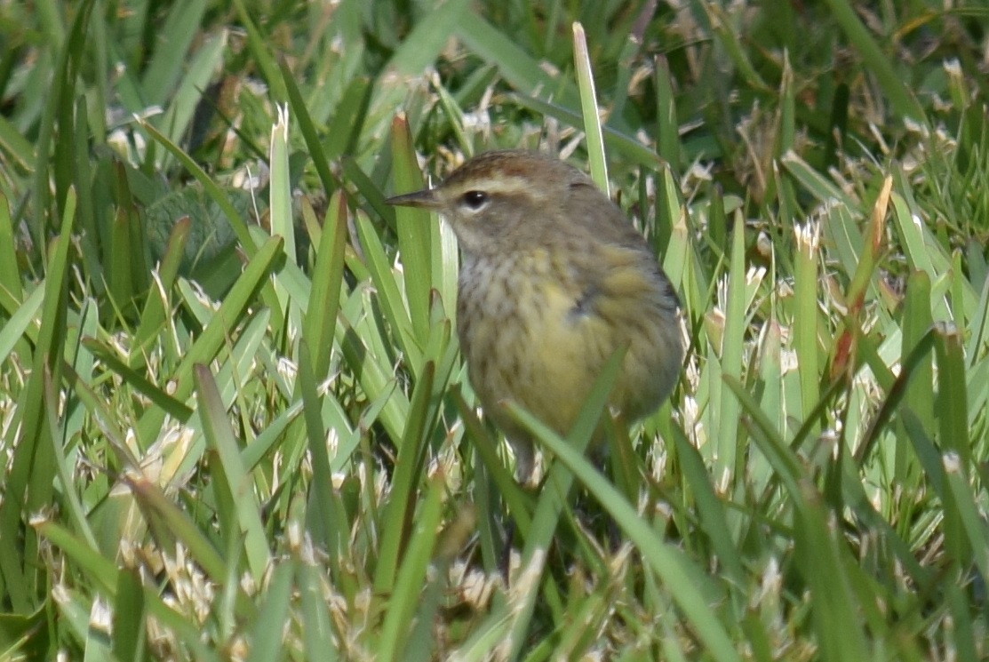 Palm Warbler - ML613006218