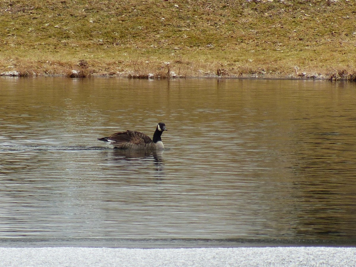 Canada Goose - ML613006248