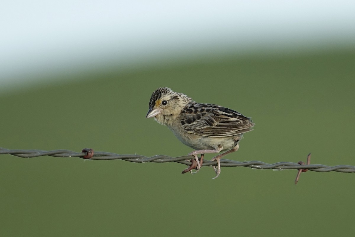 Grasshopper Sparrow - ML613006309