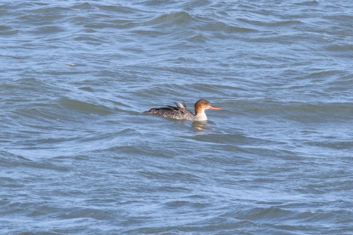 Red-breasted Merganser - ML613006347