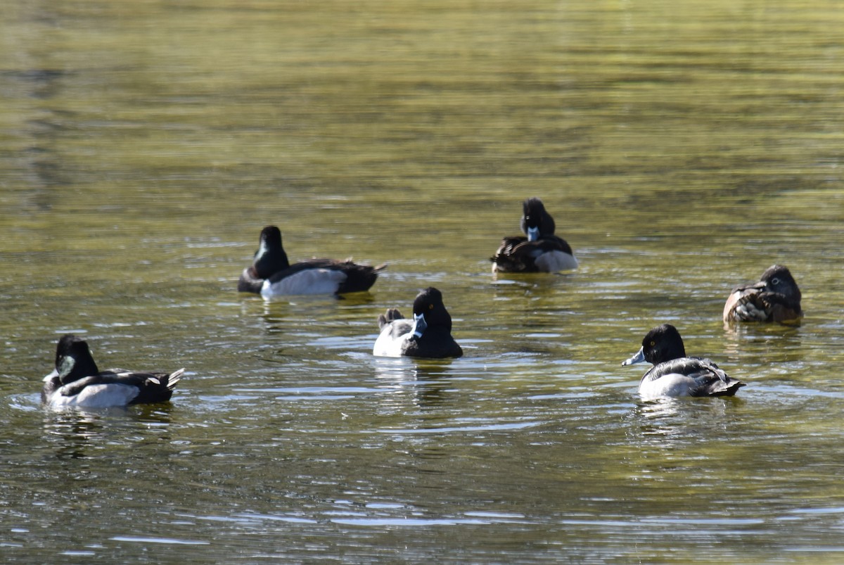 Ring-necked Duck - ML613006352