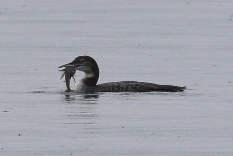 Common Loon - ML613006362