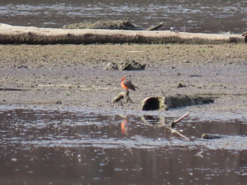 Vermilion Flycatcher - W Wonderley