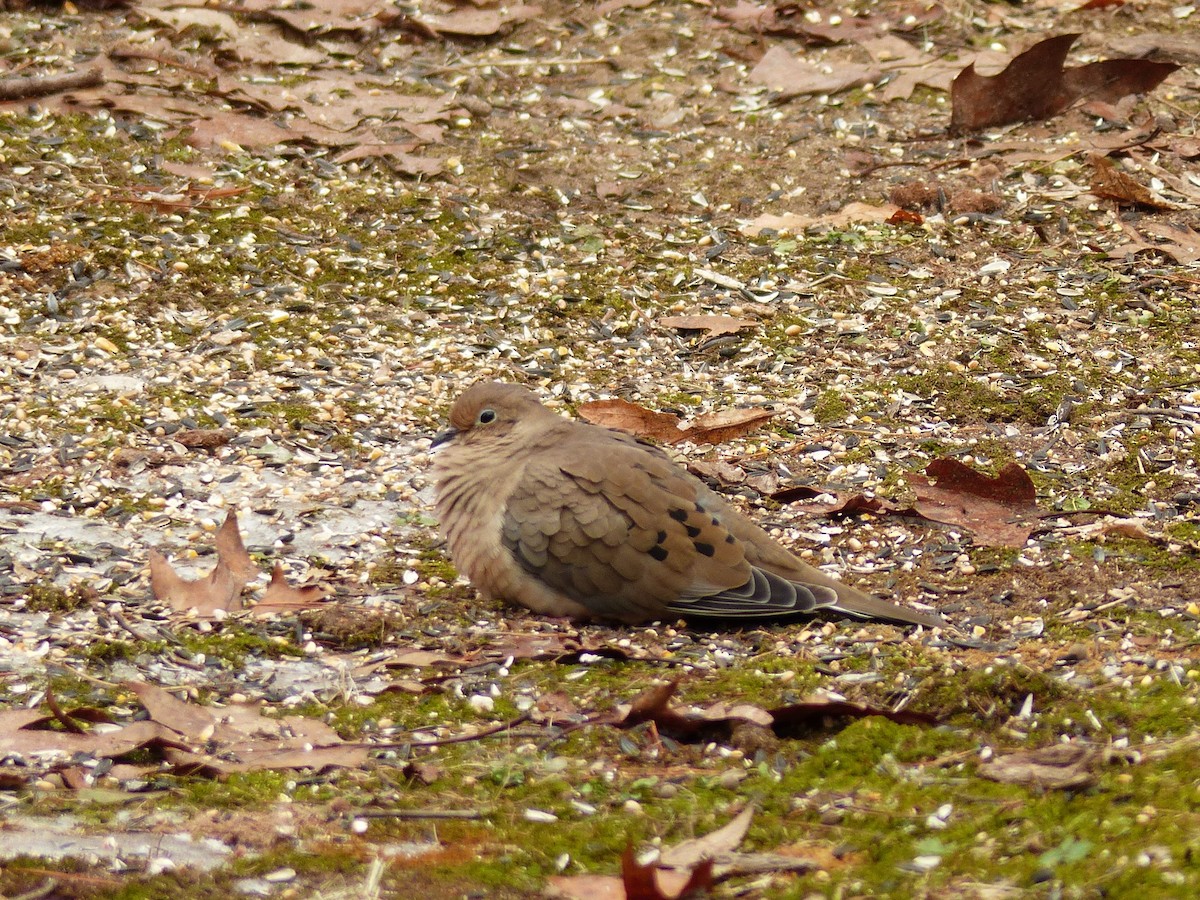 Mourning Dove - ML613006379