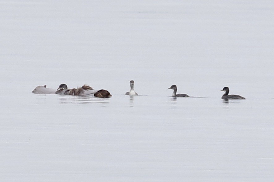 Red-necked Grebe - ML613006385