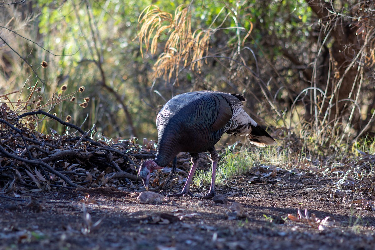 Wild Turkey - Anna Thaenert