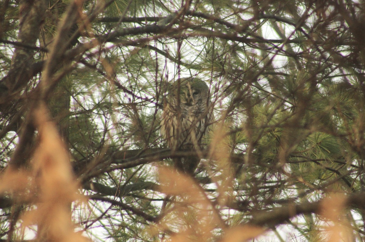 Barred Owl - ML613006439