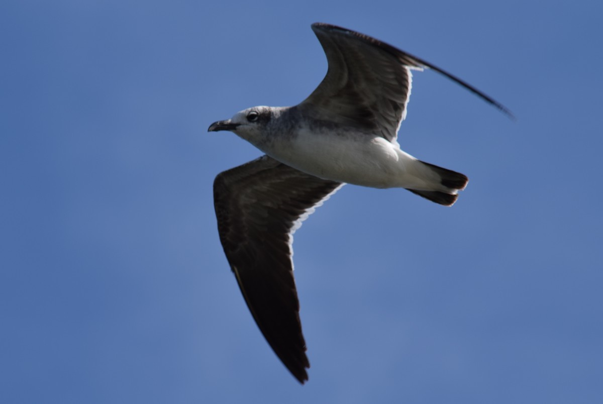 Laughing Gull - ML613006548