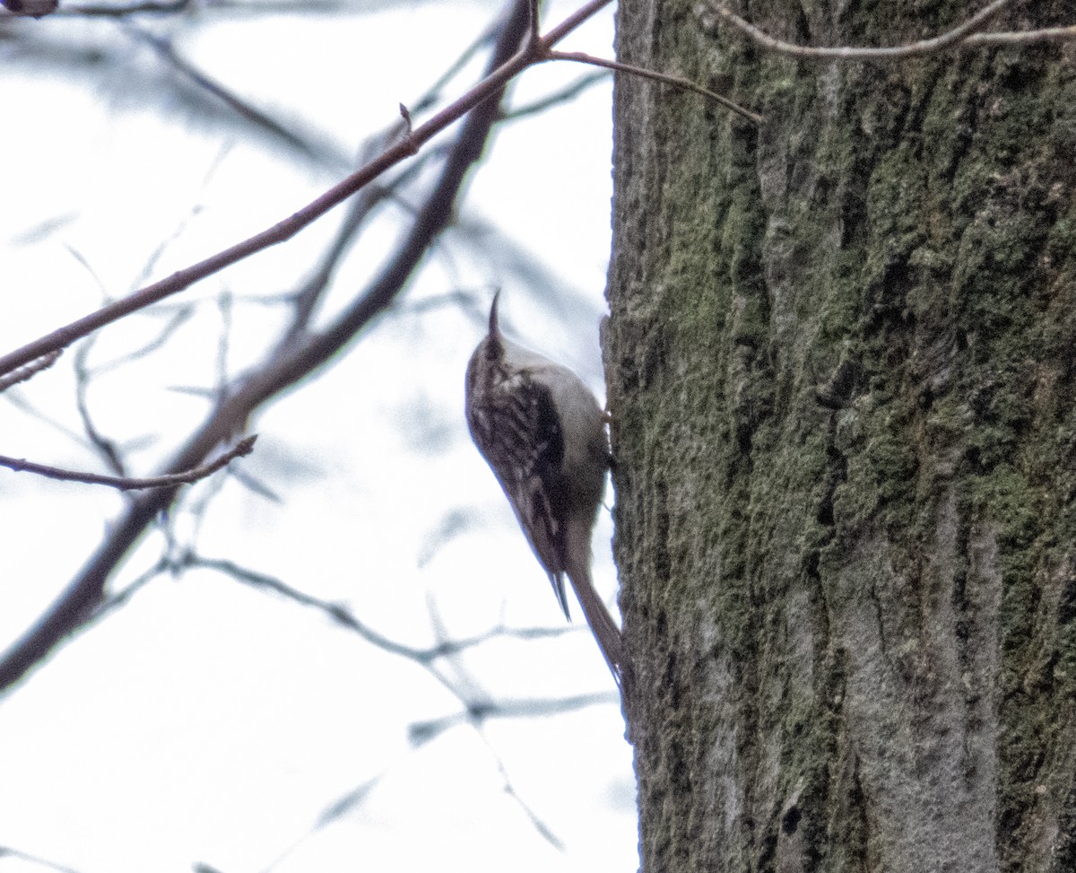 Brown Creeper - ML613006563