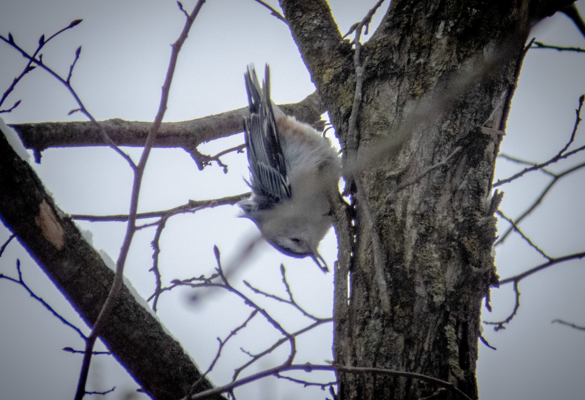 White-breasted Nuthatch - ML613006617