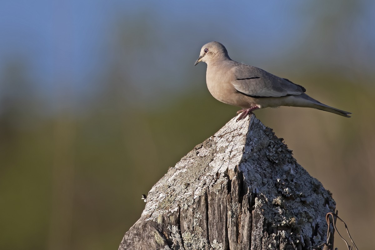 Picui Ground Dove - ML613006622