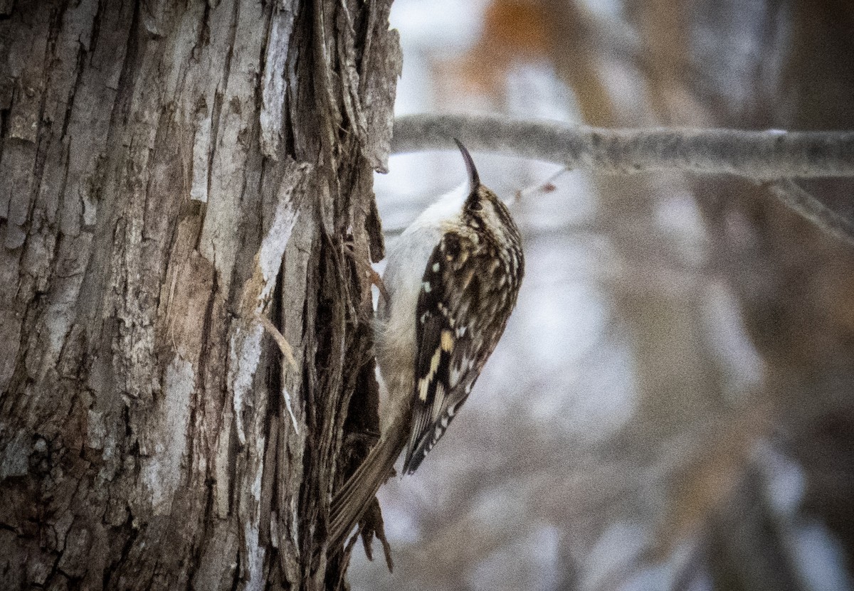 Brown Creeper - ML613006638