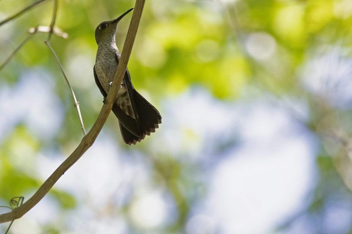 Sombre Hummingbird - Leonildo Piovesan