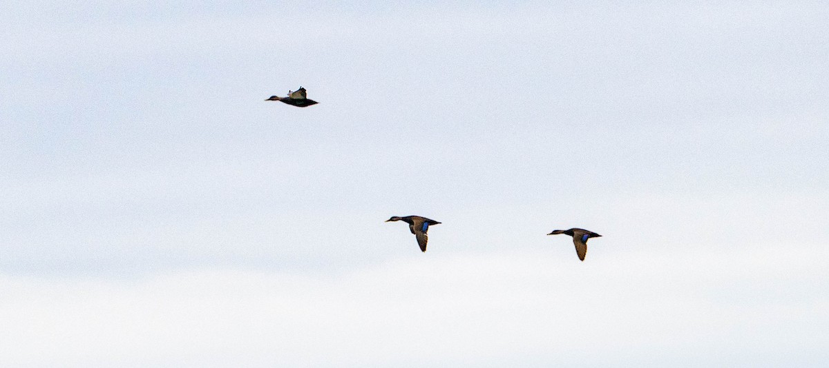 American Black Duck - ML613006668