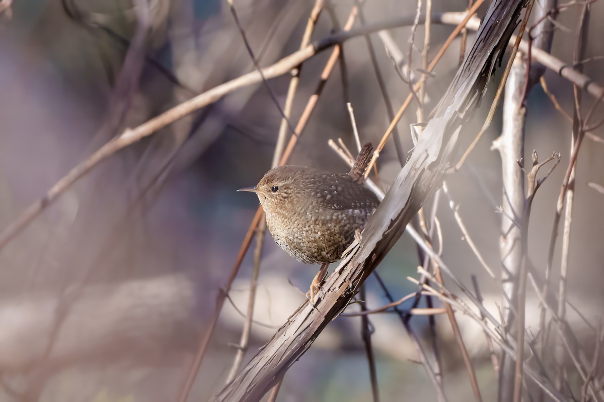 Winter Wren - Suzanne Kavic