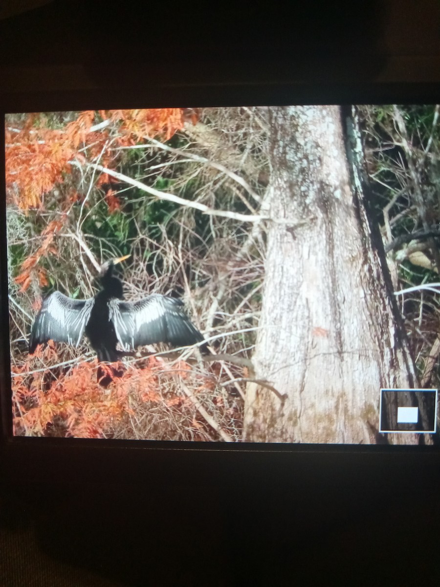 Anhinga Americana - ML613006693