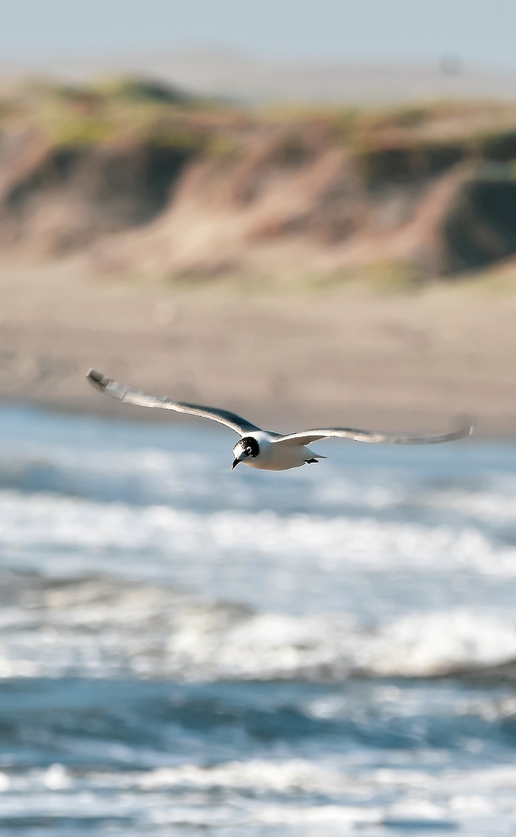 Franklin's Gull - ML613006831