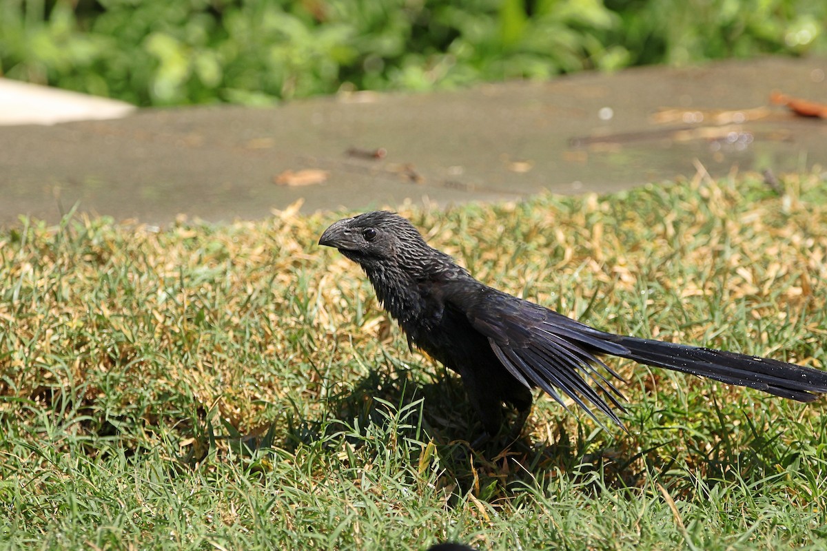 Groove-billed Ani - Caleb Villar