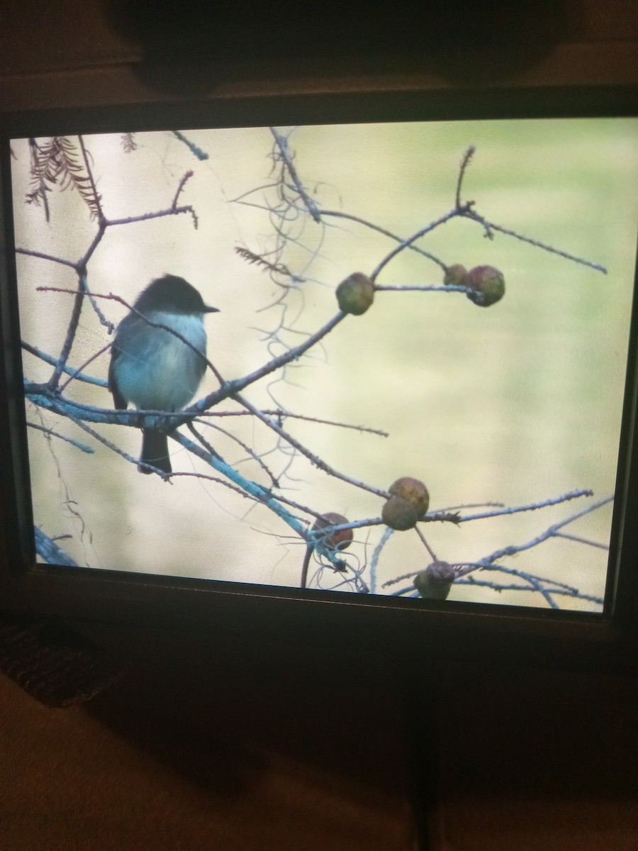 Eastern Phoebe - ML613006857