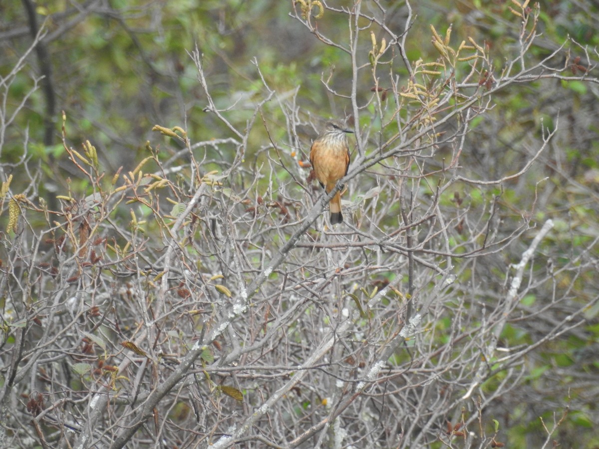 Streak-throated Bush-Tyrant - ML613006861