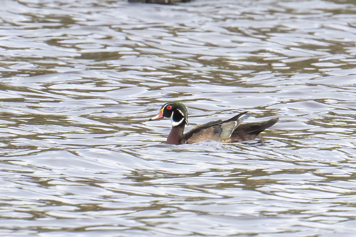 Wood Duck - ML613006959